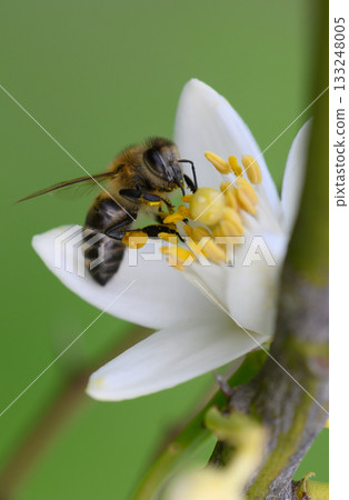 Busy bee collects nectar from vibrant white flower in a sunny garden 133248005