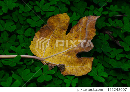 Golden leaf on vibrant green ground creates a striking contrast in nature's canvas during autumn Golden leaf on vibrant green ground creates a striking contrast in nature's canvas during autumn 133248007