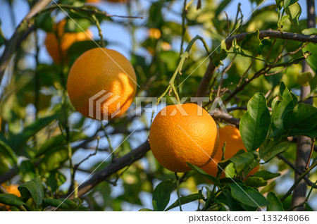 Vibrant oranges hanging on lush branches under a clear blue sky in a sunlit orchard during the afternoon Vibrant oranges hanging on lush branches under a clear blue sky in a sunlit orchard during the afternoon 133248066