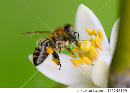Bees collect nectar from vibrant white flowers in sunny spring garden Bees collect nectar from vibrant white flowers in sunny spring garden 133248169