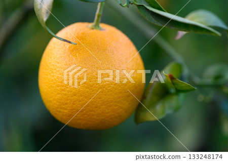 Bright orange fruit hanging from a lush green tree in a sunlit orchard Bright orange fruit hanging from a lush green tree in a sunlit orchard 133248174