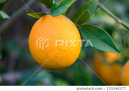 Vibrant orange hangs from a lush tree in a sunlit orchard 133248177