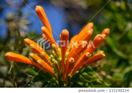 Bright orange blossoms reach for sunlight in a vibrant garden on a sunny day 133248224