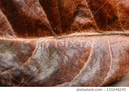 Beauty of a dried leaf showcasing intricate textures and hues in natural light during autumn's embrace Beauty of a dried leaf showcasing intricate textures and hues in natural light during autumn's embrace 133248245