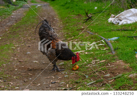 Rooster forages for food along a rustic path surrounded by lush greenery 133248250