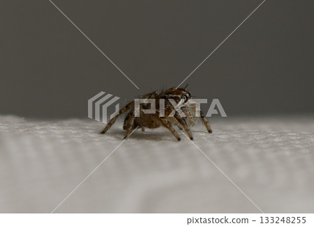Small spider explores a textured surface in a close-up view under soft lighting Small spider explores a textured surface in a close-up view under soft lighting 133248255