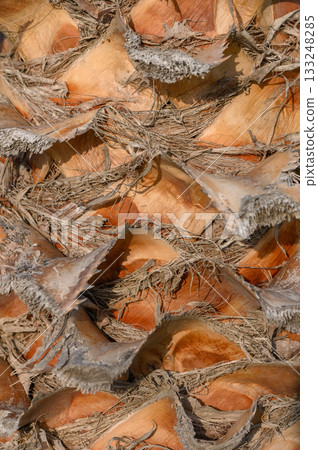 Exploring the intricate textures of palm bark under bright sunlight in a tropical landscape 133248285