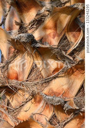 Exploring the intricate textures of a palm tree trunk under warm sunlight in a tropical setting 133248295