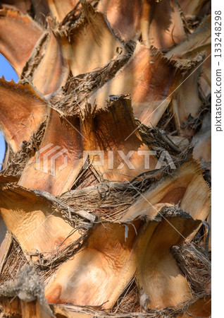Details of a palm tree bark showcasing unique textures under bright sunlight in a serene outdoor setting 133248298