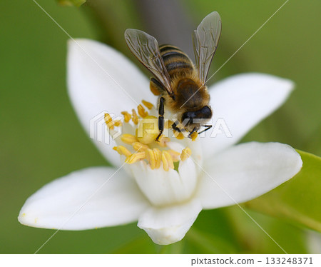 Bee collecting nectar from a delicate white flower in a sunlit garden setting Bee collecting nectar from a delicate white flower in a sunlit garden setting 133248371
