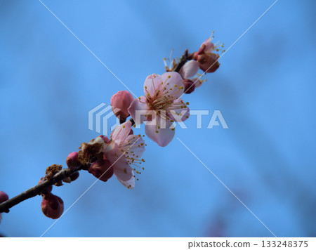 Beautiful red plum blossoms in March 133248375