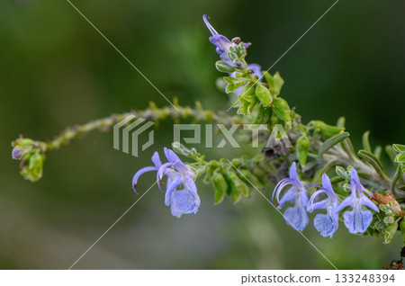Delicate purple flowers sway gently in a verdant landscape during midday 133248394