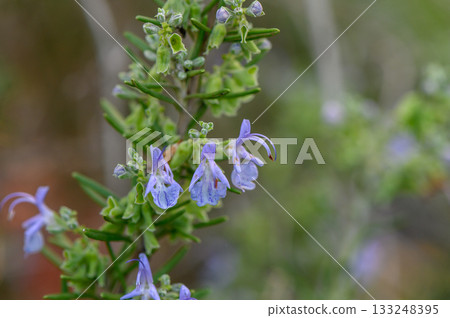 Lush rosemary plant showcases delicate blue flowers in a serene natural setting during the golden hour 133248395
