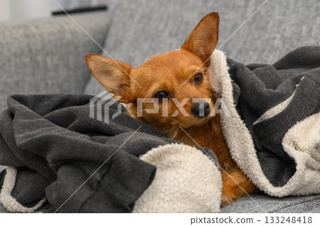 Cozy dog snuggled under a warm blanket on a comfortable couch in a modern living room 133248418