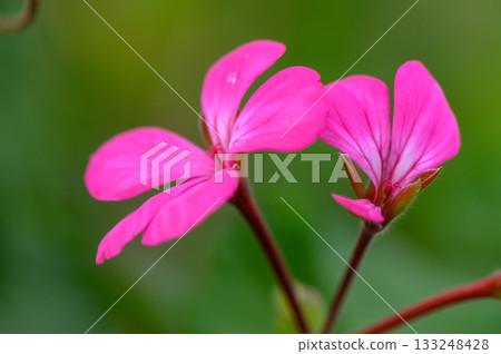 Vibrant pink flowers bloom in lush green garden under warm sunlight during a peaceful afternoon Vibrant pink flowers bloom in lush green garden under warm sunlight during a peaceful afternoon 133248428