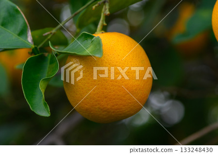 Vibrant orange fruit hangs from lush green branches on a sunny day in an orchard Vibrant orange fruit hangs from lush green branches on a sunny day in an orchard 133248430