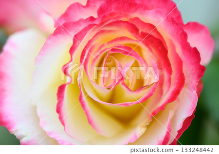 Beautiful rose blooms with vibrant pink edges showcasing delicate petals in a sunny garden 133248442