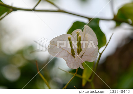 Delicate white flower blooming softly among vibrant green foliage in a tranquil garden setting 133248443