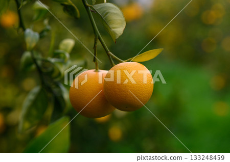 Golden oranges hang from lush green branches in a sunlit orchard Golden oranges hang from lush green branches in a sunlit orchard 133248459