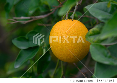 Citrus fruit hangs delicately amidst vibrant green leaves in a tranquil garden during golden hour 133248461