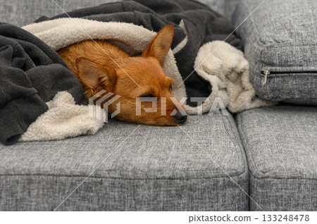 Cozy dog snuggles in a warm blanket on a soft sofa during a chilly afternoon at home Cozy dog snuggles in a warm blanket on a soft sofa during a chilly afternoon at home 133248478
