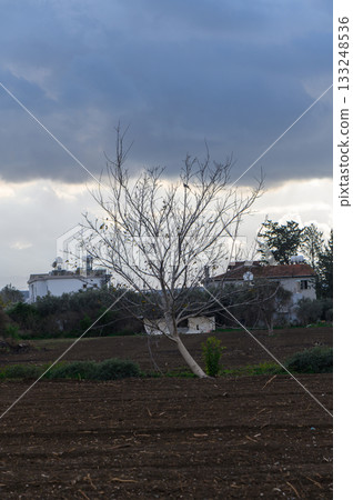 Striking contrast of a barren tree against a moody sky in a tranquil rural landscape 133248536