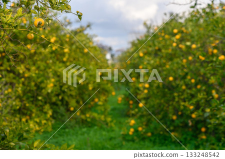 Lush citrus grove bursting with ripe oranges under a soft, overcast sky in early autumn Lush citrus grove bursting with ripe oranges under a soft, overcast sky in early autumn 133248542