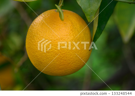 Bright orange fruit hanging from a green leafed branch in a sunny orchard setting 133248544