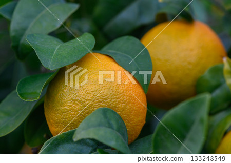 Bright oranges nestled among vibrant green leaves in a sunny orchard setting 133248549
