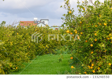 Lush citrus grove bursting with ripe oranges under overcast sky in a tranquil rural setting 133248550
