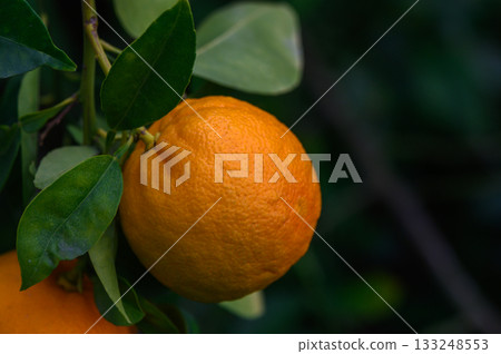 Oranges hanging on a tree branch under soft morning light in a lush garden 133248553
