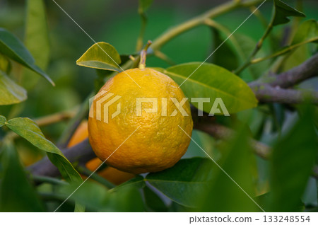 Bright orange fruit hanging from lush green branches in a vibrant orchard Bright orange fruit hanging from lush green branches in a vibrant orchard 133248554