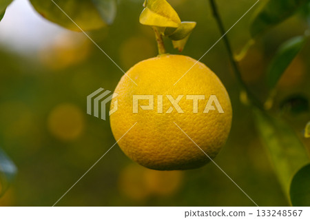 Lush citrus grove revealing ripe yellow oranges hanging on vibrant green branches in the golden sunlight Lush citrus grove revealing ripe yellow oranges hanging on vibrant green branches in the golden sunlight 133248567
