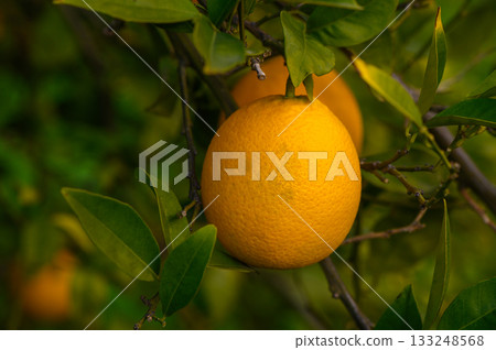 Bright oranges hanging from vibrant green branches in a sunlit orchard during autumn's harvest season Bright oranges hanging from vibrant green branches in a sunlit orchard during autumn's harvest season 133248568
