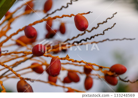 Vibrant clusters of tropical fruit hang gracefully against a blue sky background in a lush landscape 133248569