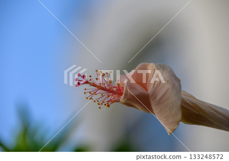Young Hibiscus Buds Growing in Cyprus Garden 133248572