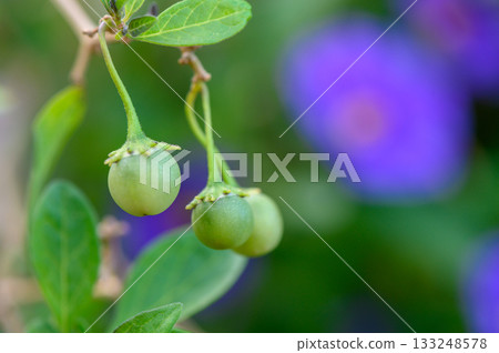 Green berries ripening on a branch amidst a blur of vibrant purple flowers in a sunny garden Green berries ripening on a branch amidst a blur of vibrant purple flowers in a sunny garden 133248578