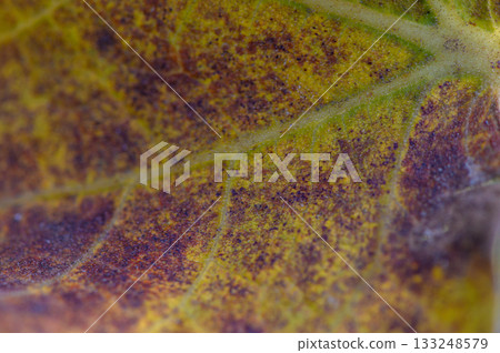Detail of a textured leaf reflecting autumn's vibrant hues and intricate patterns in natural light 133248579