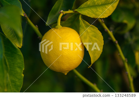 Bright and juicy lemon hanging from lush green branches in a sunlit garden 133248589