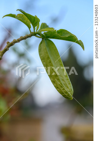 Green pod hanging from a slender branch in a serene garden setting during midday with gentle blue skies Green pod hanging from a slender branch in a serene garden setting during midday with gentle blue skies 133248603