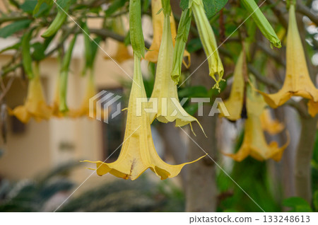 Sunny yellow blooms dangle gracefully from lush green branches in a vibrant garden oasis Sunny yellow blooms dangle gracefully from lush green branches in a vibrant garden oasis 133248613