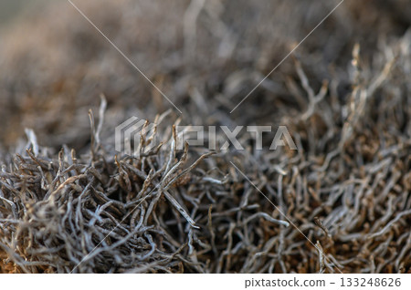 Intricate details of moss-like textures captured in natural surroundings Intricate details of moss-like textures captured in natural surroundings 133248626