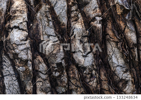 Textures of ancient bark reveal nature's intricate patterns in an enchanted forest 133248634