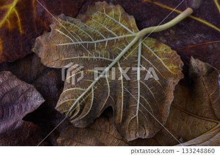 Intricate patterns of autumn leaves captured on a vibrant forest floor 133248860