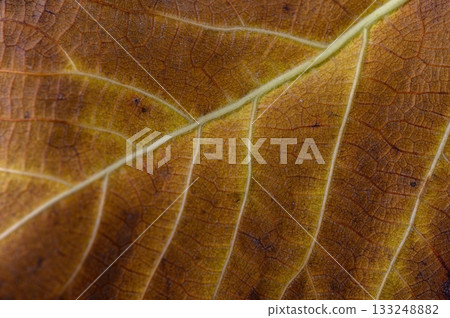 Intricate patterns of a dried leaf revealing nature artistry in the warm light of autumn Intricate patterns of a dried leaf revealing nature artistry in the warm light of autumn 133248882