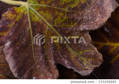 Nature reveals the intricate beauty of a withering leaf in an autumn landscape Nature reveals the intricate beauty of a withering leaf in an autumn landscape 133248884