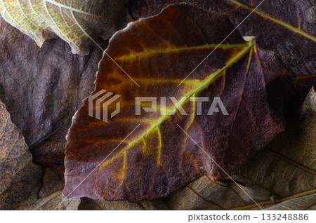 Colorful layers of dried leaves showcasing intricate textures and patterns in autumn embrace Colorful layers of dried leaves showcasing intricate textures and patterns in autumn embrace 133248886