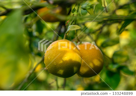 Lush citrus grove with vibrant yellow lemons basking in afternoon sunlight near a tranquil garden setting Lush citrus grove with vibrant yellow lemons basking in afternoon sunlight near a tranquil garden setting 133248899