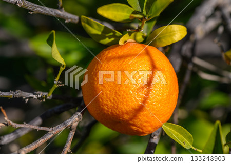 Bright orange fruit dangles from a branch under warm sunlight in a lush garden setting 133248903
