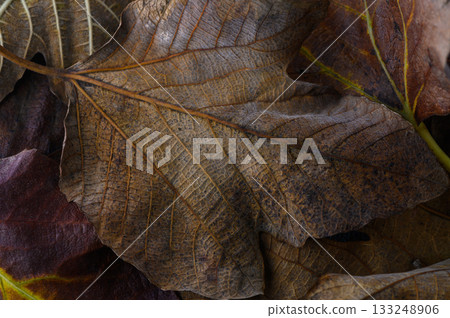 Autumn leaves scattered on the ground create a tapestry of earthy tones and textures in nature artistry 133248906